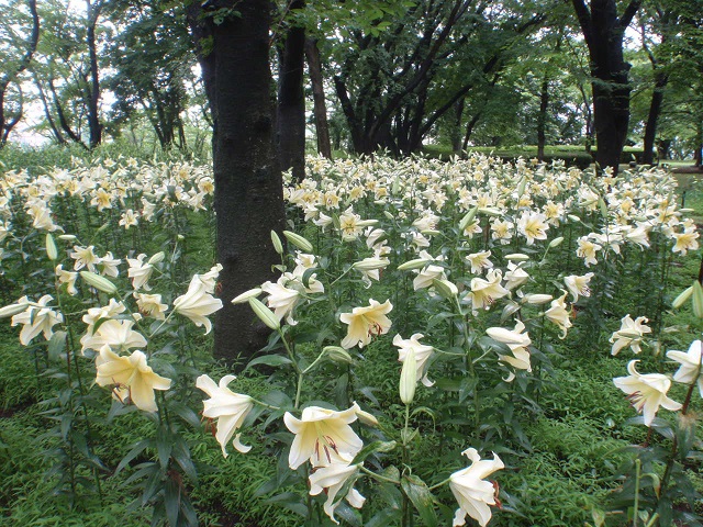 緑地 公園 村上