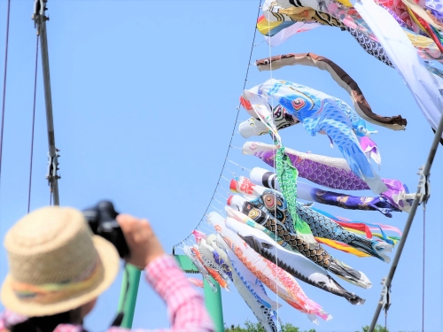 八千代ふるさと親子祭「こいのぼり大遊泳」